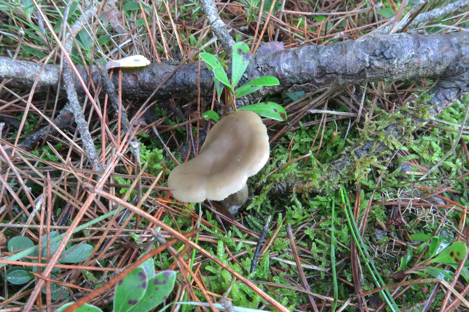 Lyophyllum aemiliae - 1 - IMG_2391